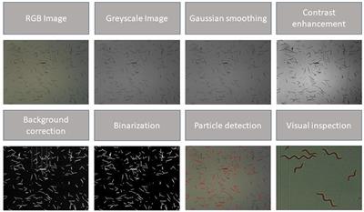 Decay of Trichomes of Arthrospira platensis After Permeabilization Through Pulsed Electric Fields (PEFs) Causes the Release of Phycocyanin